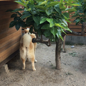 秋田犬 しんちゃんの画像