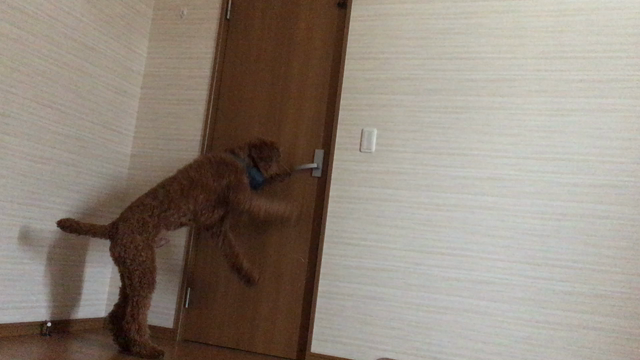人間検定2〜ドアを開ける〜（8ヶ月＋12日）の記事動画
