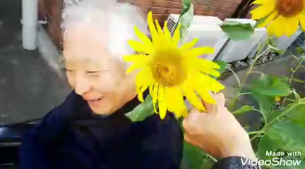 ほんじょうの憩ヒマワリ祭！の記事動画