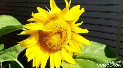 ほんじょうの憩ヒマワリ祭！の記事動画