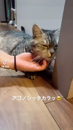 ケーキとTikTokと腕の筋肉つき過ぎ(๑•ૅㅁ•๑)の記事動画