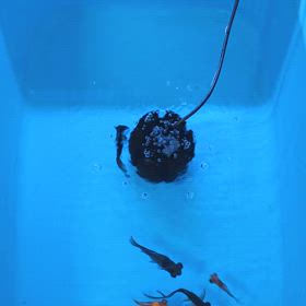 【金魚】　出かける前にサラッと水換えの画像