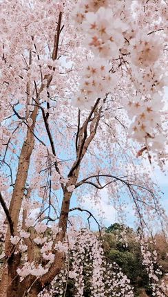 ちくわ鯉のぼり弁と今年の桜⑤いまの桜の記事動画