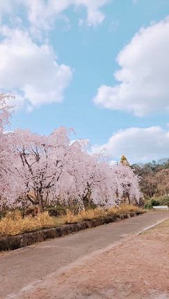 ちくわ鯉のぼり弁と今年の桜⑤いまの桜の記事動画