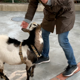 メータンは天才ヤギかもしれないの画像