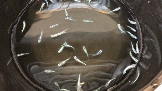 メダカの飼育の記事動画