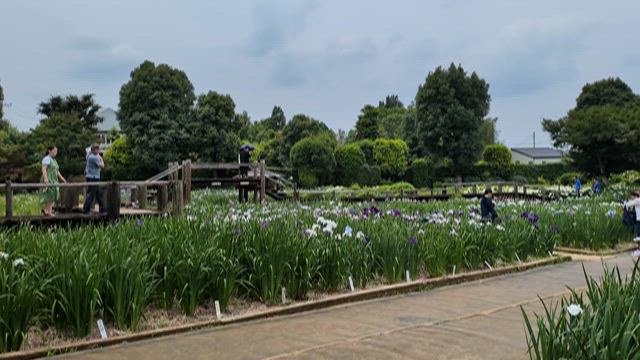 染谷花しょうぶ園（２）の記事動画