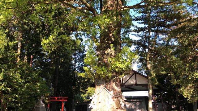 氏神さんへの記事動画
