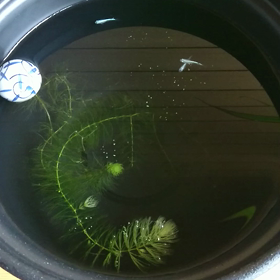 メダカさんの画像