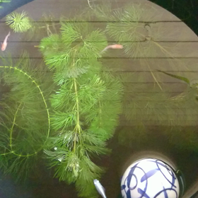 メダカの水かえしましたの画像