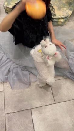 わんこに聞かなきゃわからないの記事動画