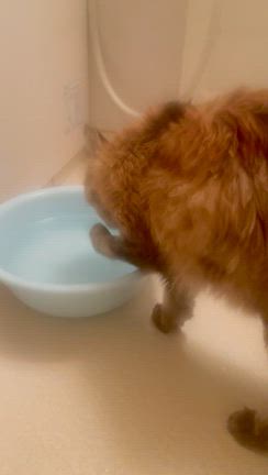 みくのメッセージの記事動画