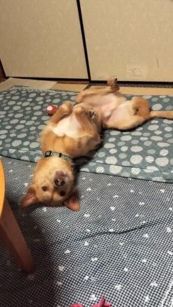 サブ店舗のヨガフローベーシックに行ってきたの記事動画