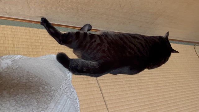 サスケ反省中？の記事動画