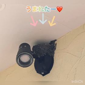 産まれた♡ツバメの赤ちゃん｜ほしがみねBASE｜鹿児島の画像