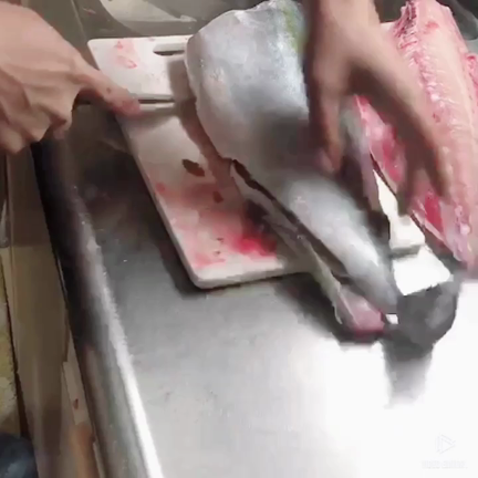 魚の記事動画