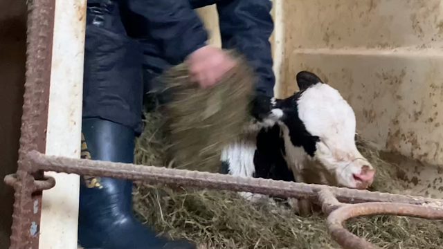 3つ子の記事動画