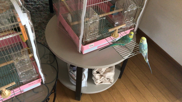 インコに癒されるー♡の記事動画