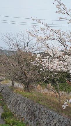 コメントが面白い★バケットサンド★春の庭の花の記事動画