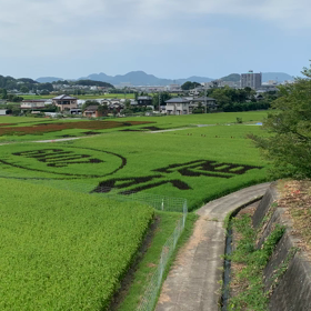 田んぼアートの画像