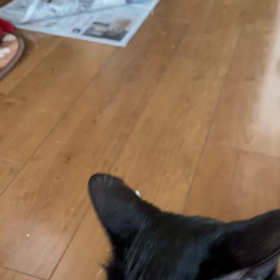 またたびの木の画像