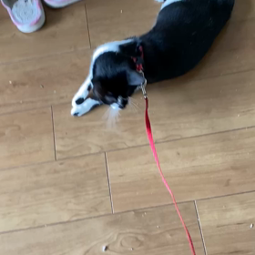 猫にリード⁉️の画像