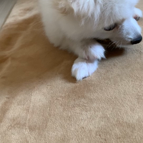 犬の高級おもちゃの画像