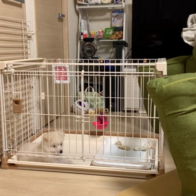 今日の  オカメインコの画像
