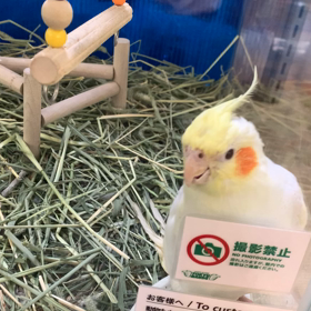 今日池袋東急ハンズにいたオカメインコの画像