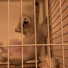昨日の夜の犬ですの画像