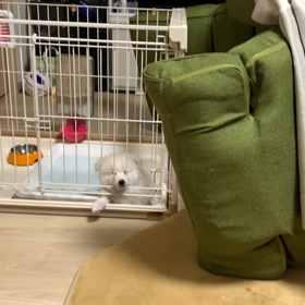 オカメインコがピカチュー言えるようになりましたの画像