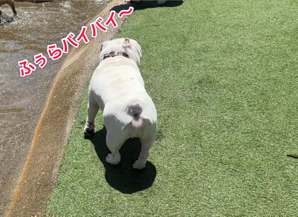 ジャブジャブ池の記事動画