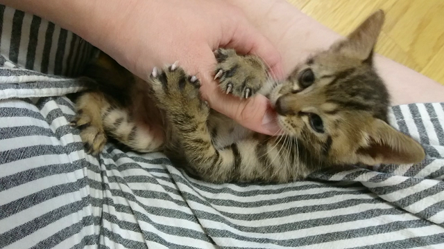 人事を尽くして天命を待つの記事動画