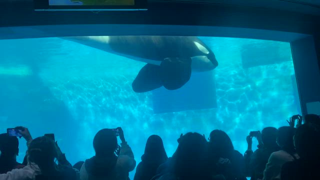 名古屋港水族館の記事動画