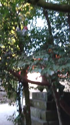 春の神社巡りの記事動画