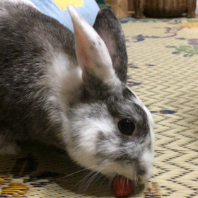 いとしい。。。の画像
