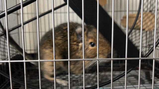 からから回る動画の記事動画