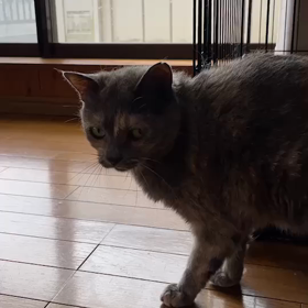 ぶる姐さん！の画像