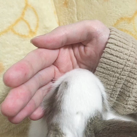 4月10日のペロペロ動画の画像