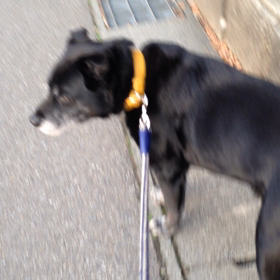 俺について来い！の画像