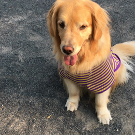 重たそうの画像