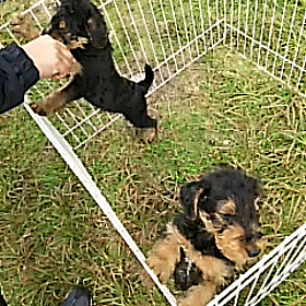 エアデール❤の画像