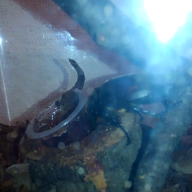 元気だ…の画像