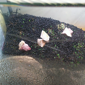 ♪ヽ(´▽｀)/発芽しましたの画像