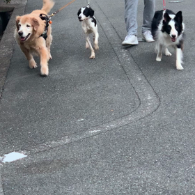 初めてのこと…ルイ君の画像