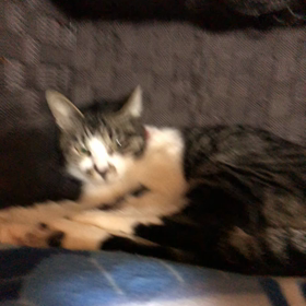 雪ちゃん里親募集の画像