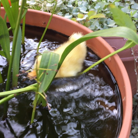 ガンコちゃんの画像