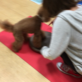 アッシュも頑張ってますよ。の画像