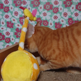 我が家のネコさんズ364②の画像