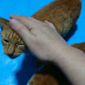 離島プロジェクト〜茶トラの女の子の画像